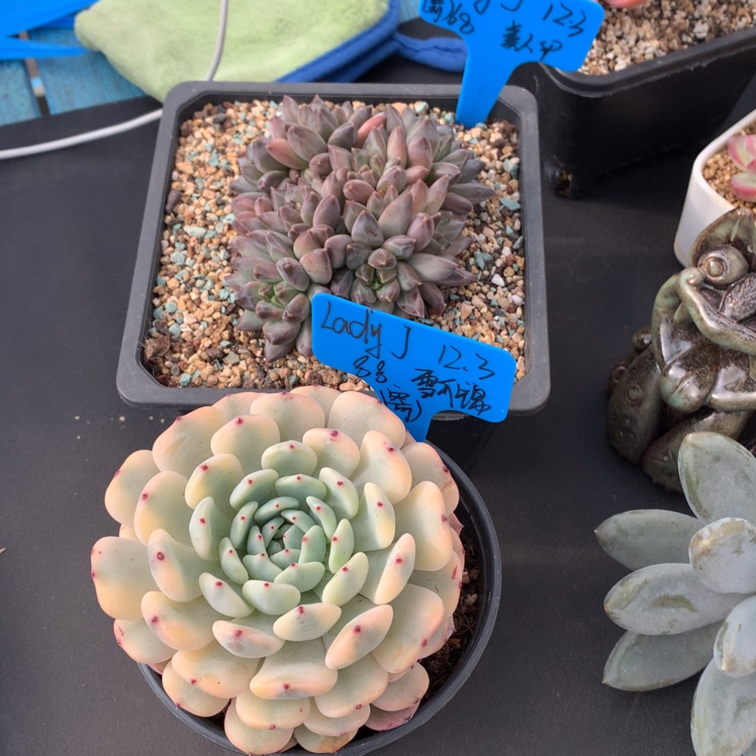 L***J我们家的小仙女们