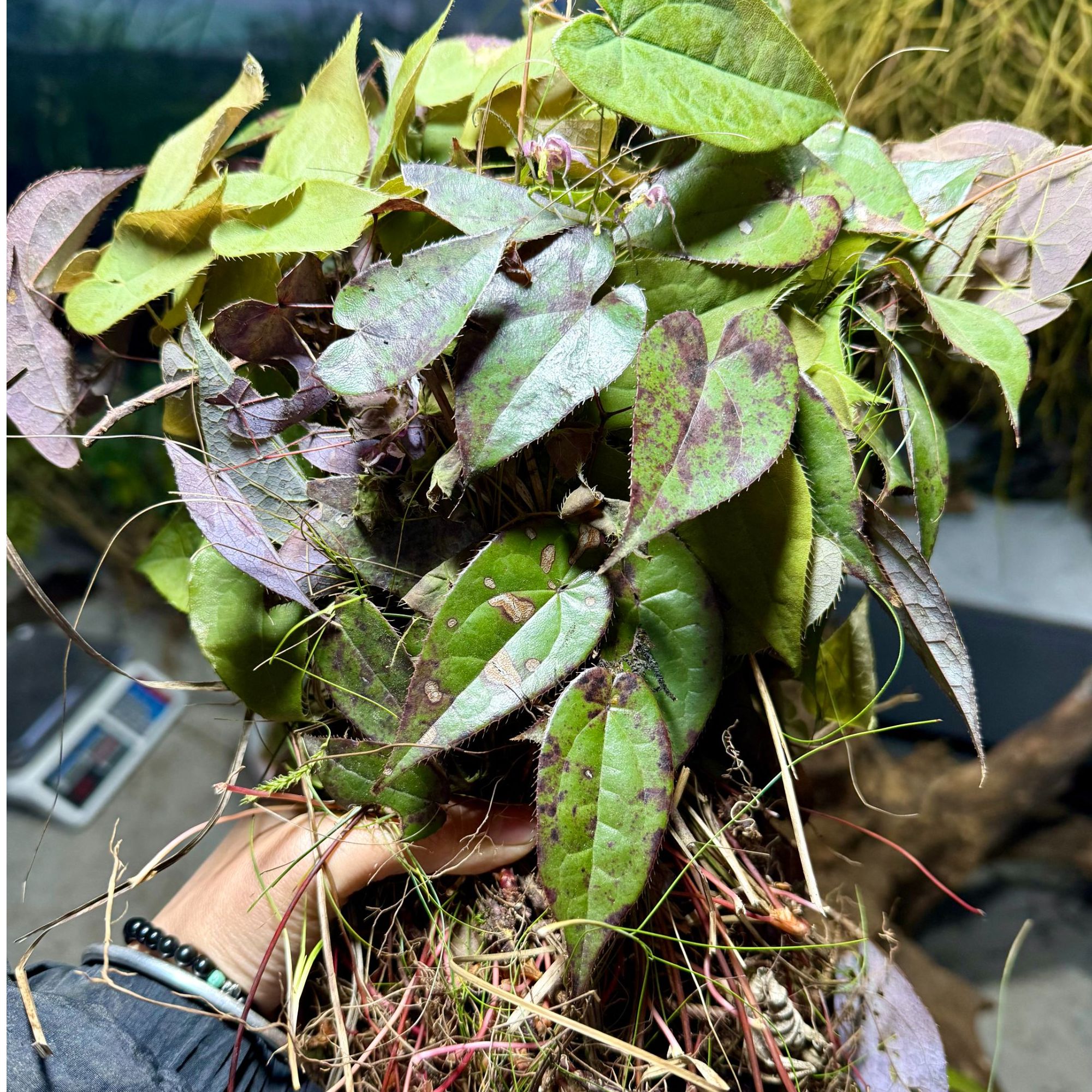 贵州野生三支九叶草带根干货可种植