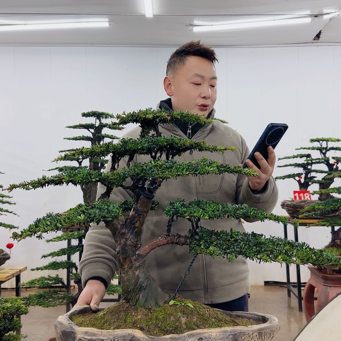 用****2盆景制作过程非常