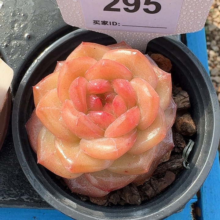 雪芙蓉多肉植物295