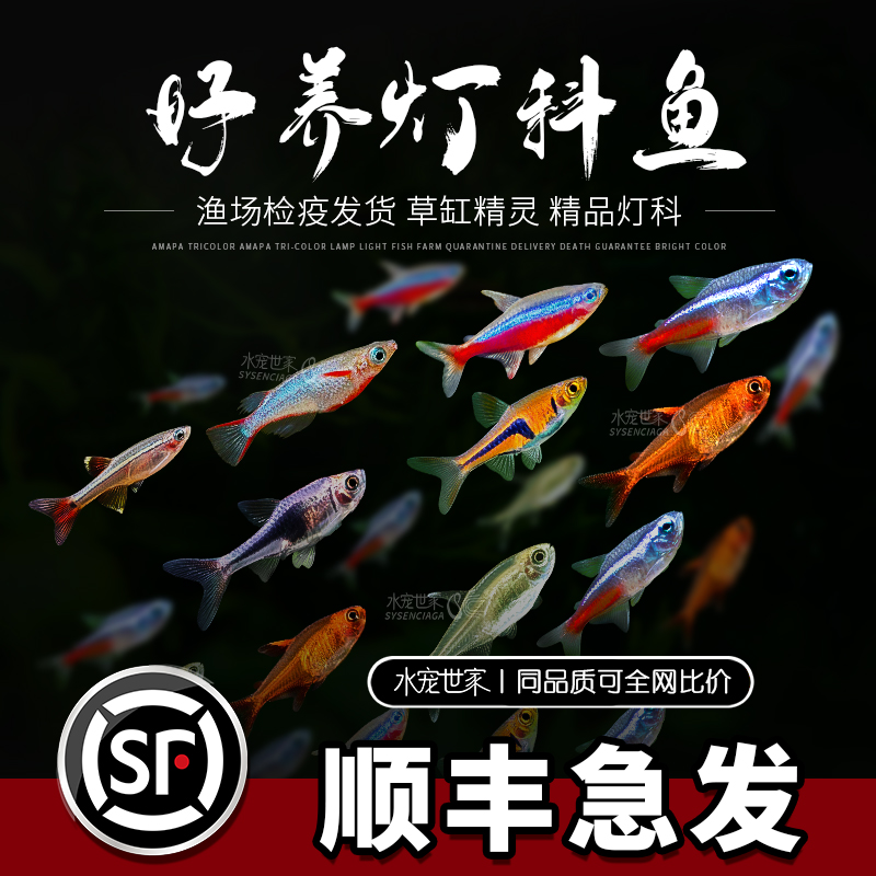 红绿灯鱼活体蓝眼灯小型灯科鱼热带鱼电光美人淡水饲养群游草缸