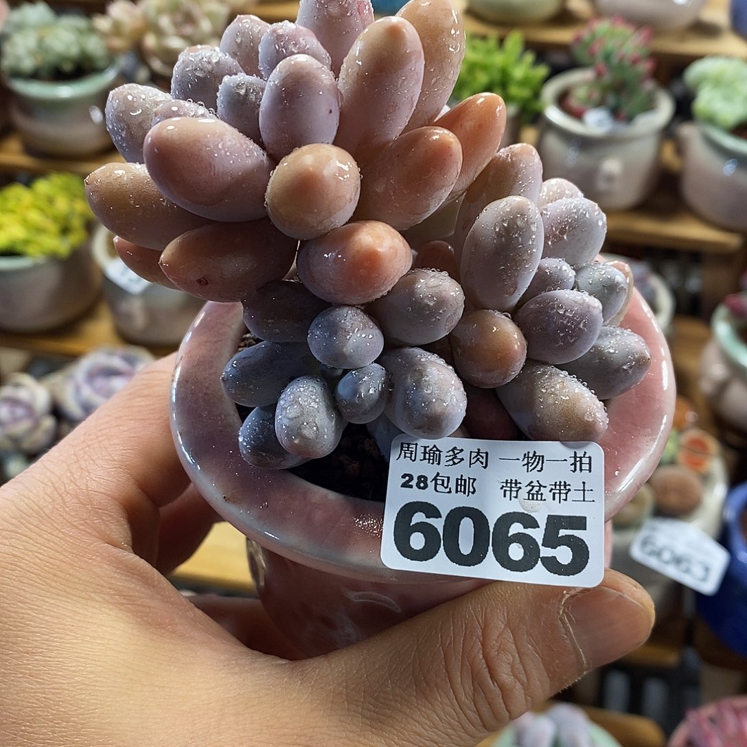 精控多肉植物6065