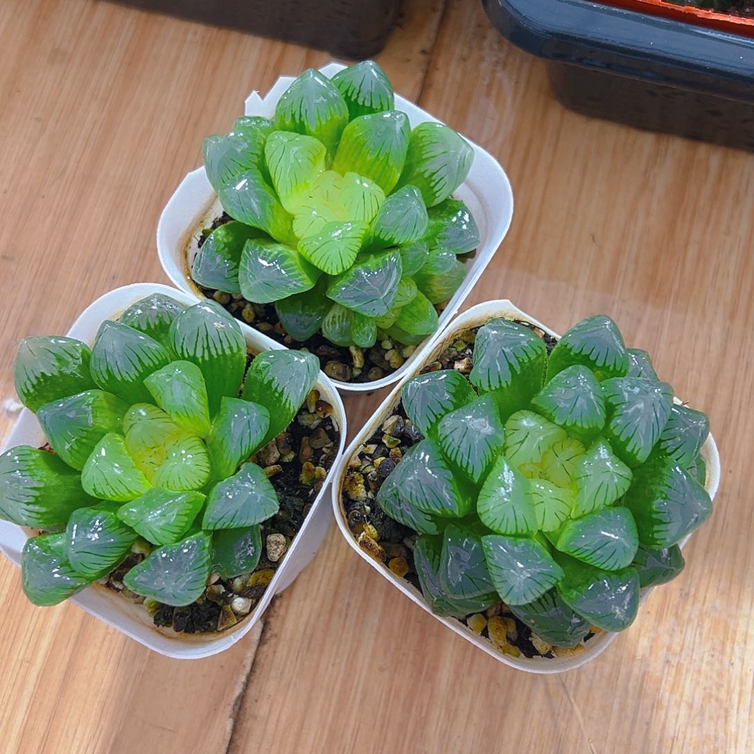 糖心玉露多肉多肉一颗