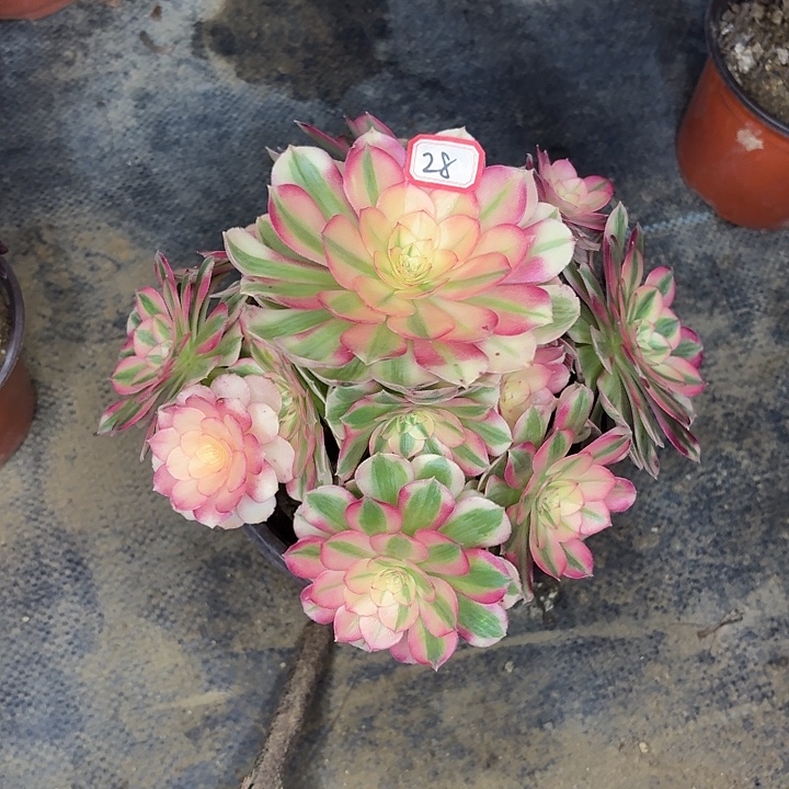 倾城28多肉植物法师