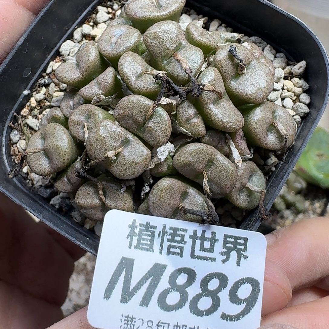 多肉植物的润泽fbnn