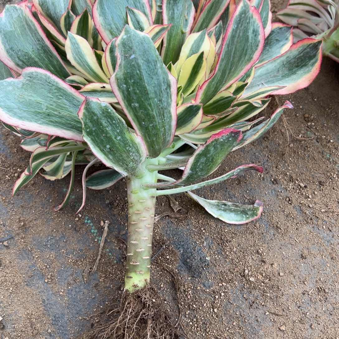 69魅影多肉多肉多肉