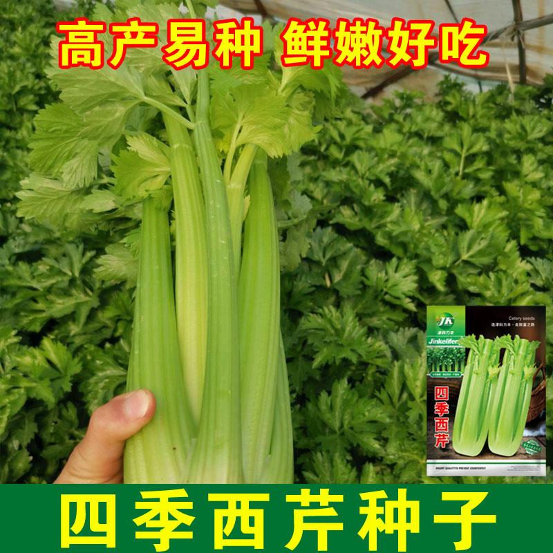 【满5包包邮】西芹种子芹菜种籽肉厚脆爽庭院田园农家蔬菜种孑