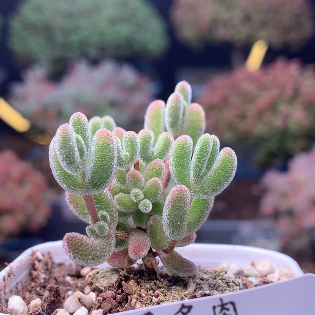 c146红叶枝干番杏