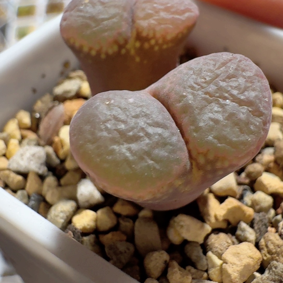 脱土发货.........