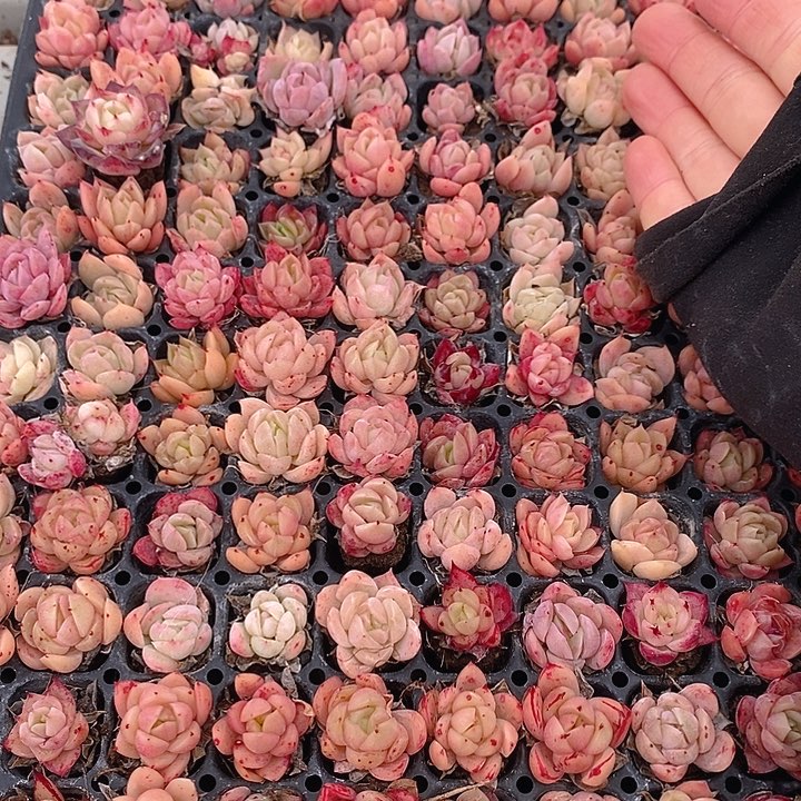 25 多肉植物盆栽花卉植物