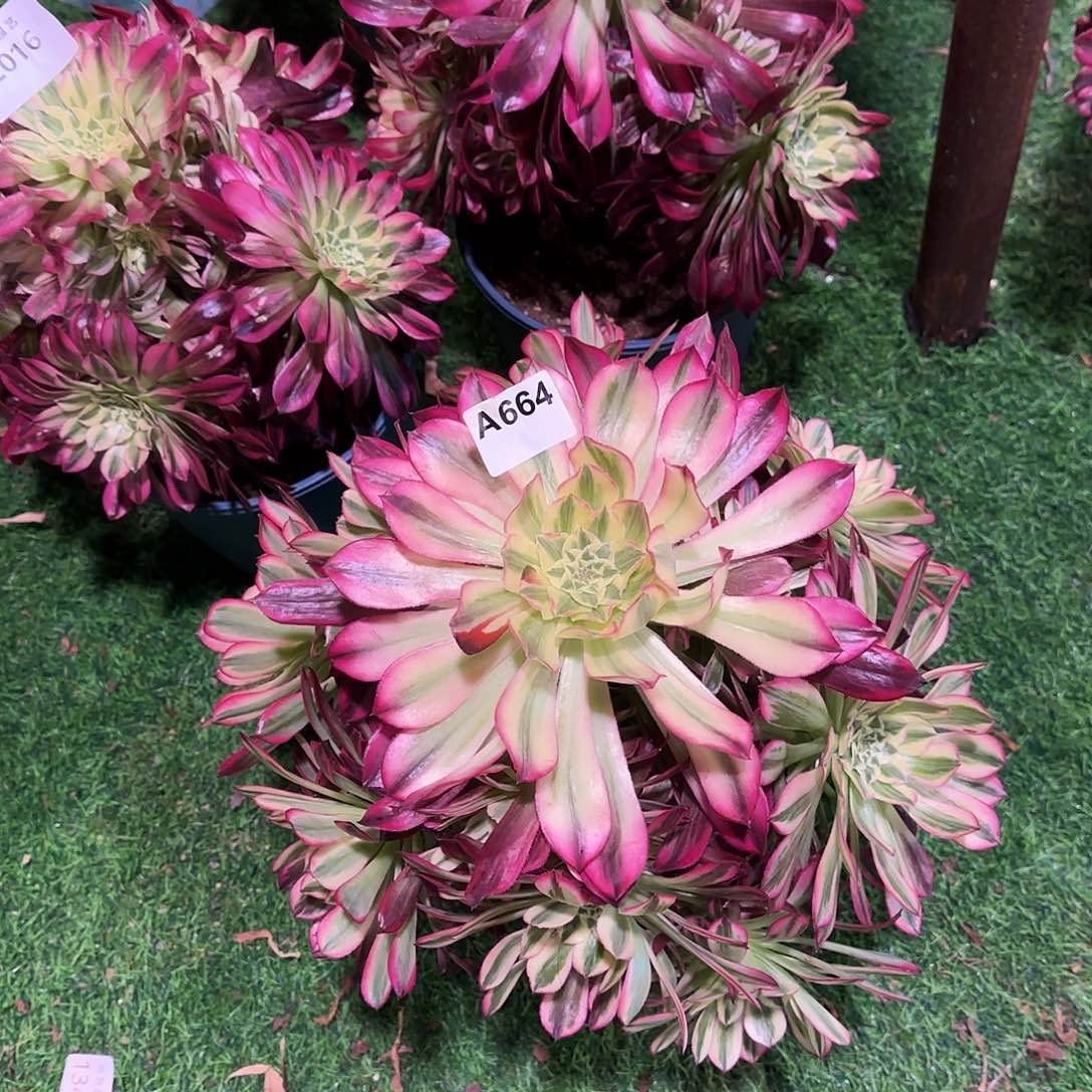 多肉植物天和664