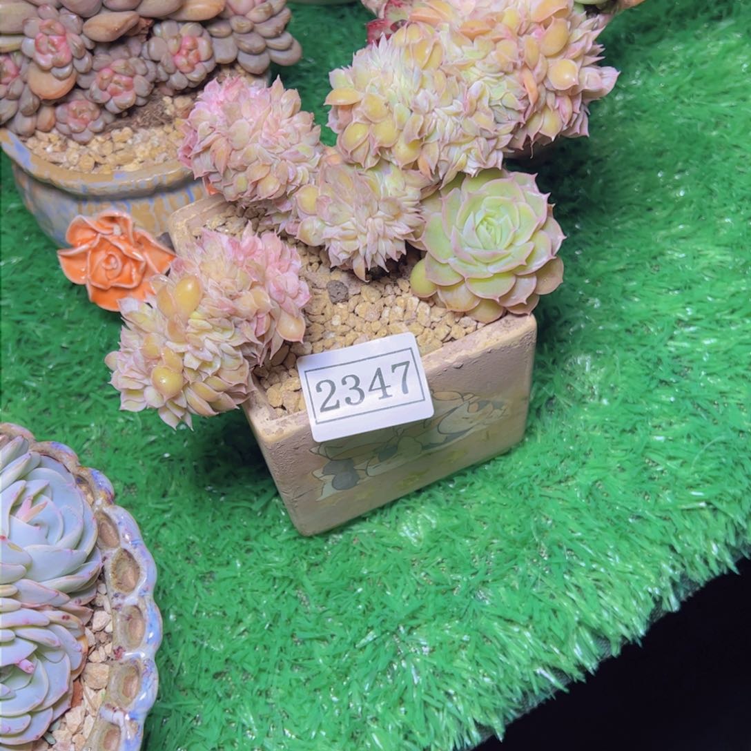 M**鱼昂斯诺缀2347多肉植物