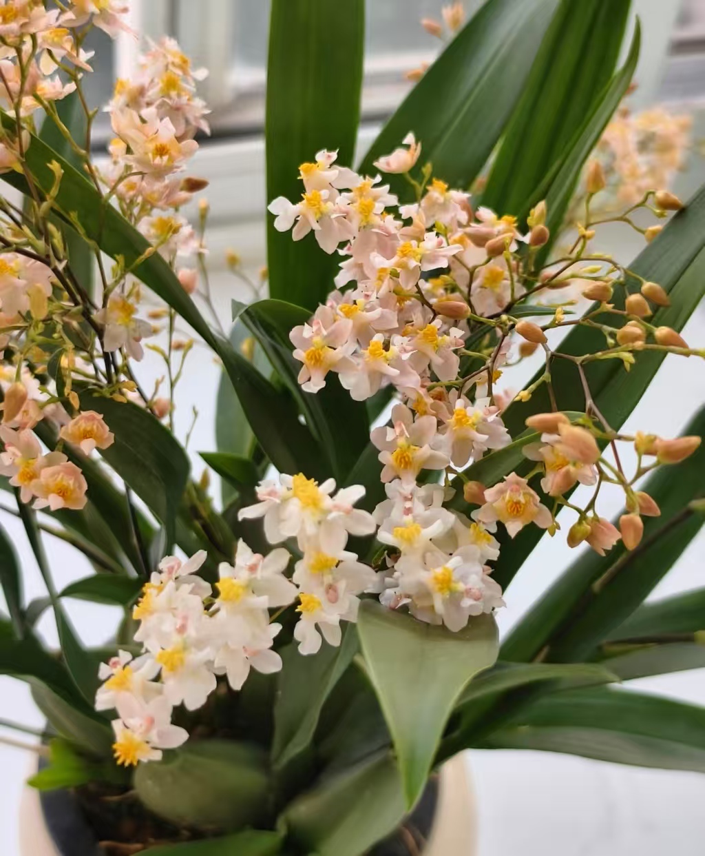  梦香兰【香槟色】4-5花剑 开花带香味  新手好养护