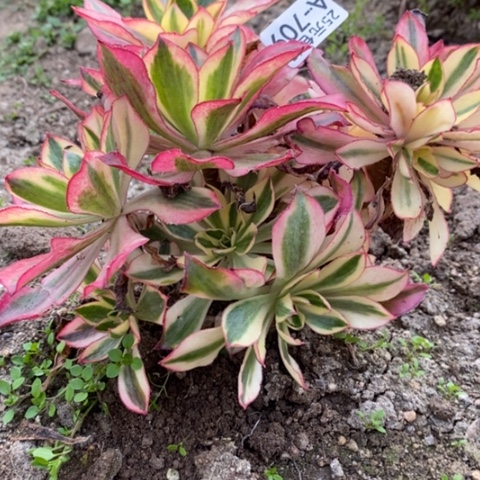 709魅影砍过满25包邮多肉