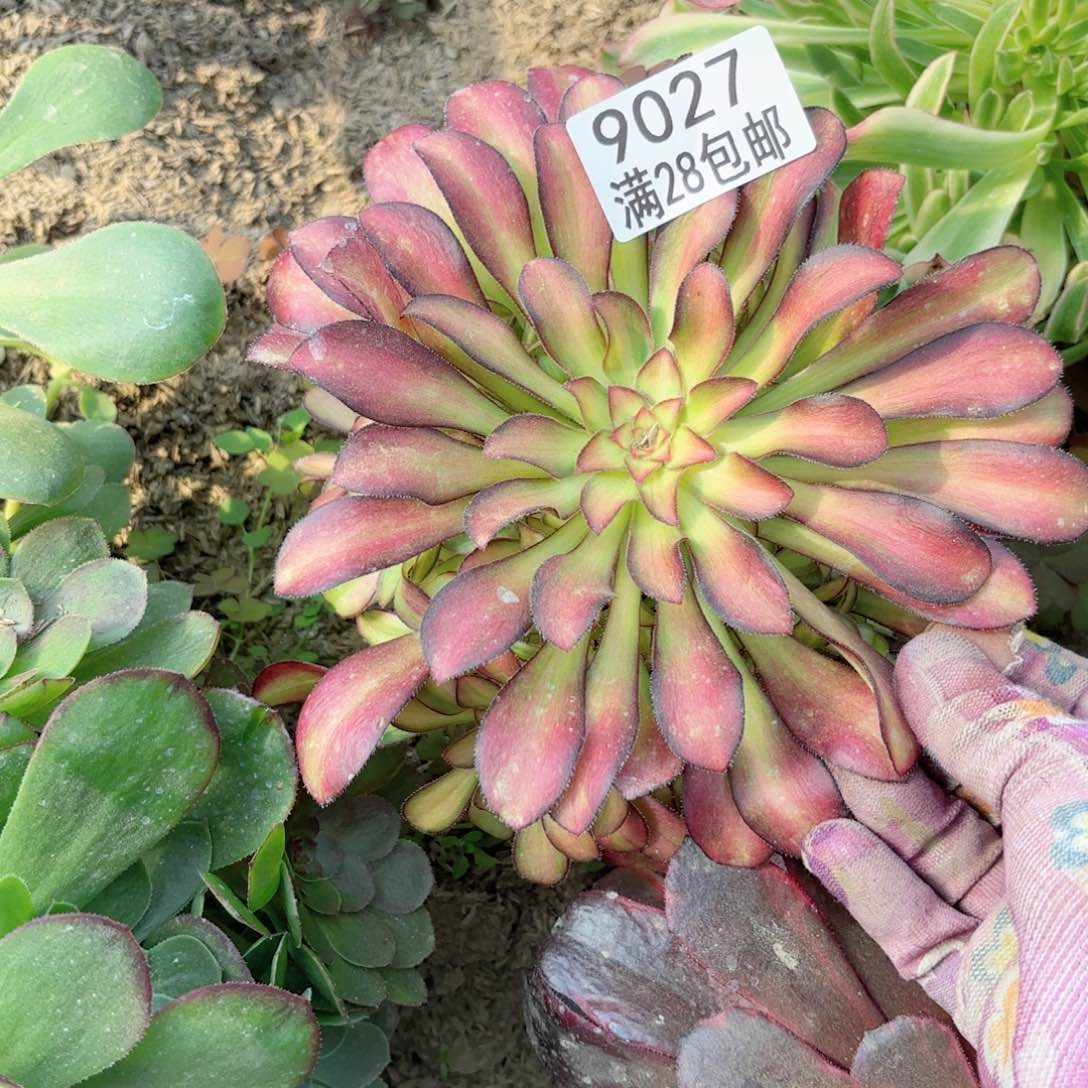 C   9027魅力多肉