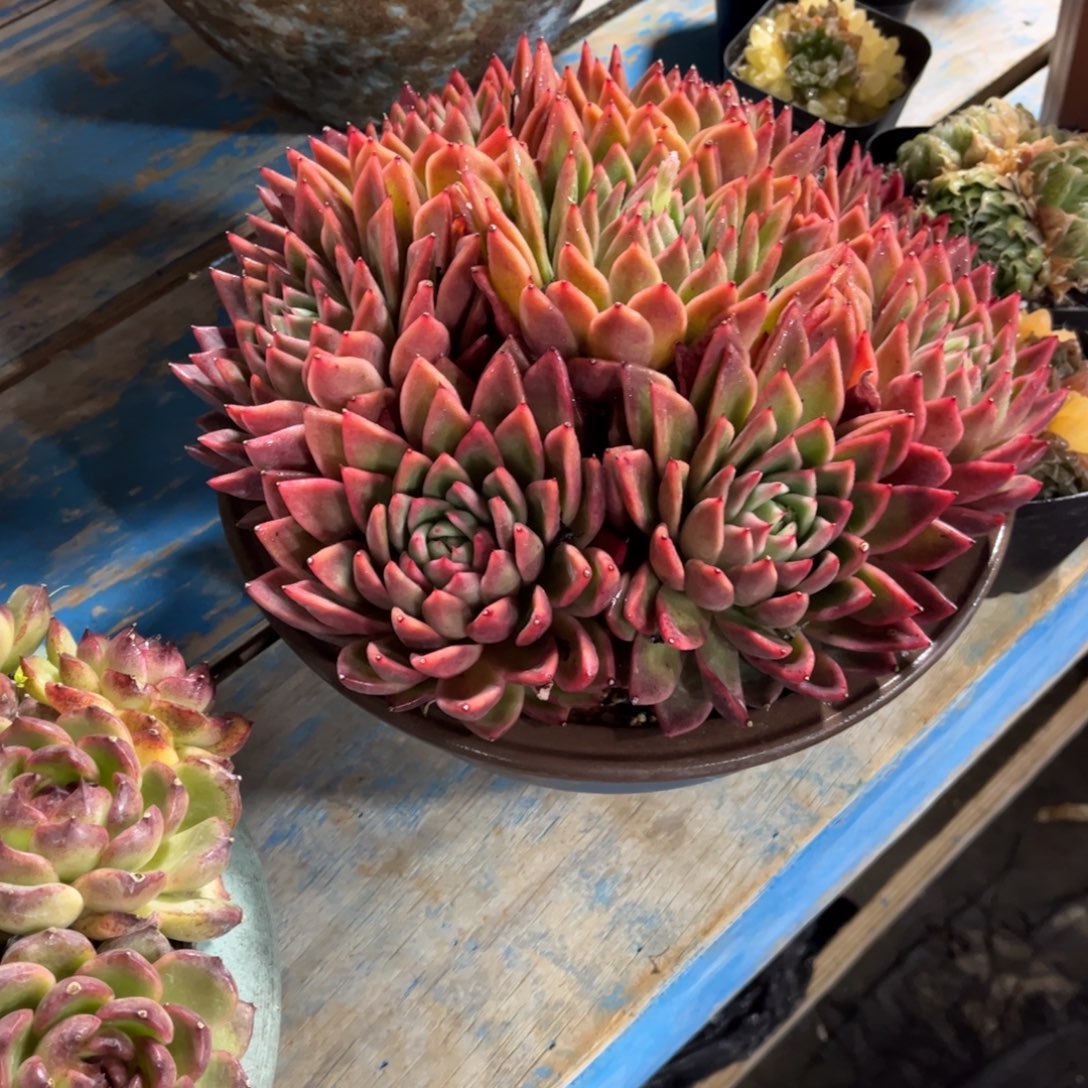 阑***院多肉植物保护研究所所长