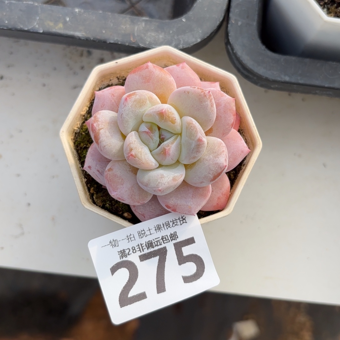 奶芙单头无盆土发货