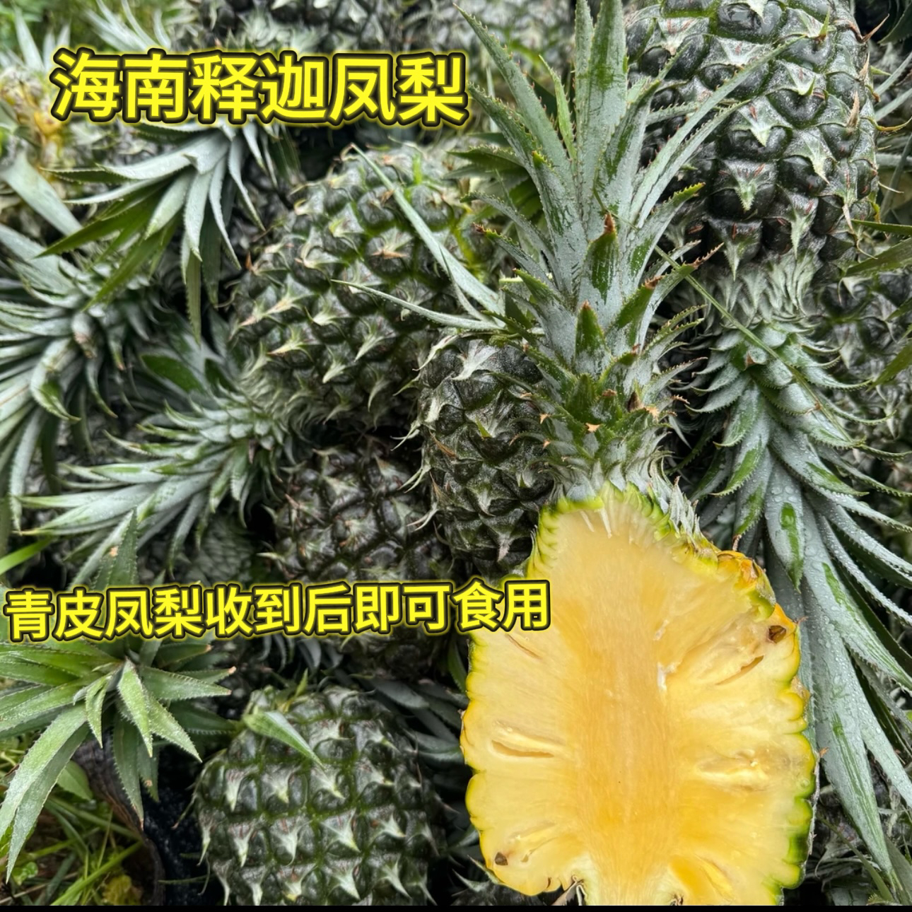 【顺丰包邮】海南岛树上熟 释迦凤梨 叶片有倒刺