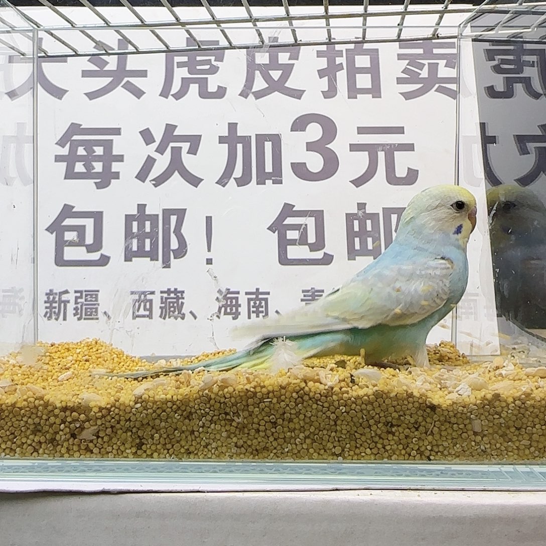 虎皮鹦鹉金彩金彩