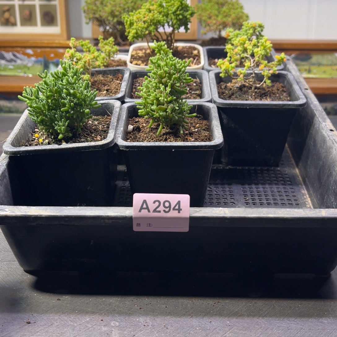 枝干番杏多肉植物294安