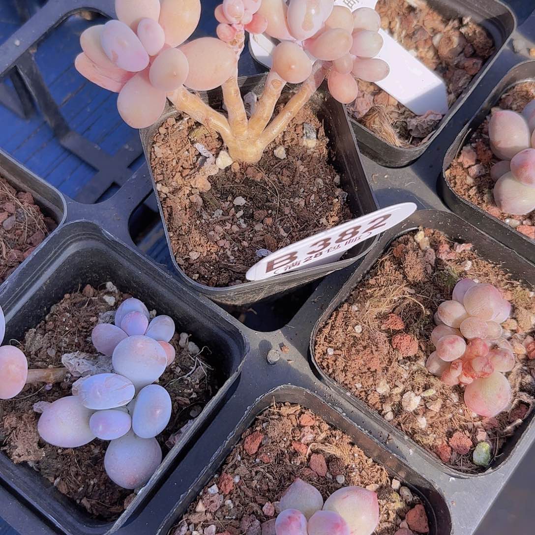 B382糖果桃蛋一物一拍多肉