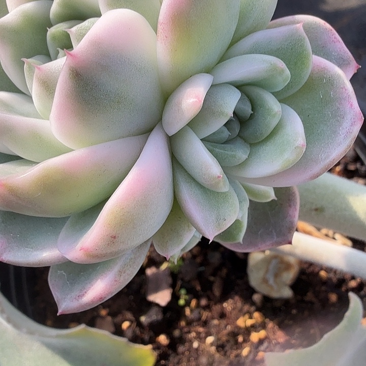 紫玲珑锦崽可嫁接