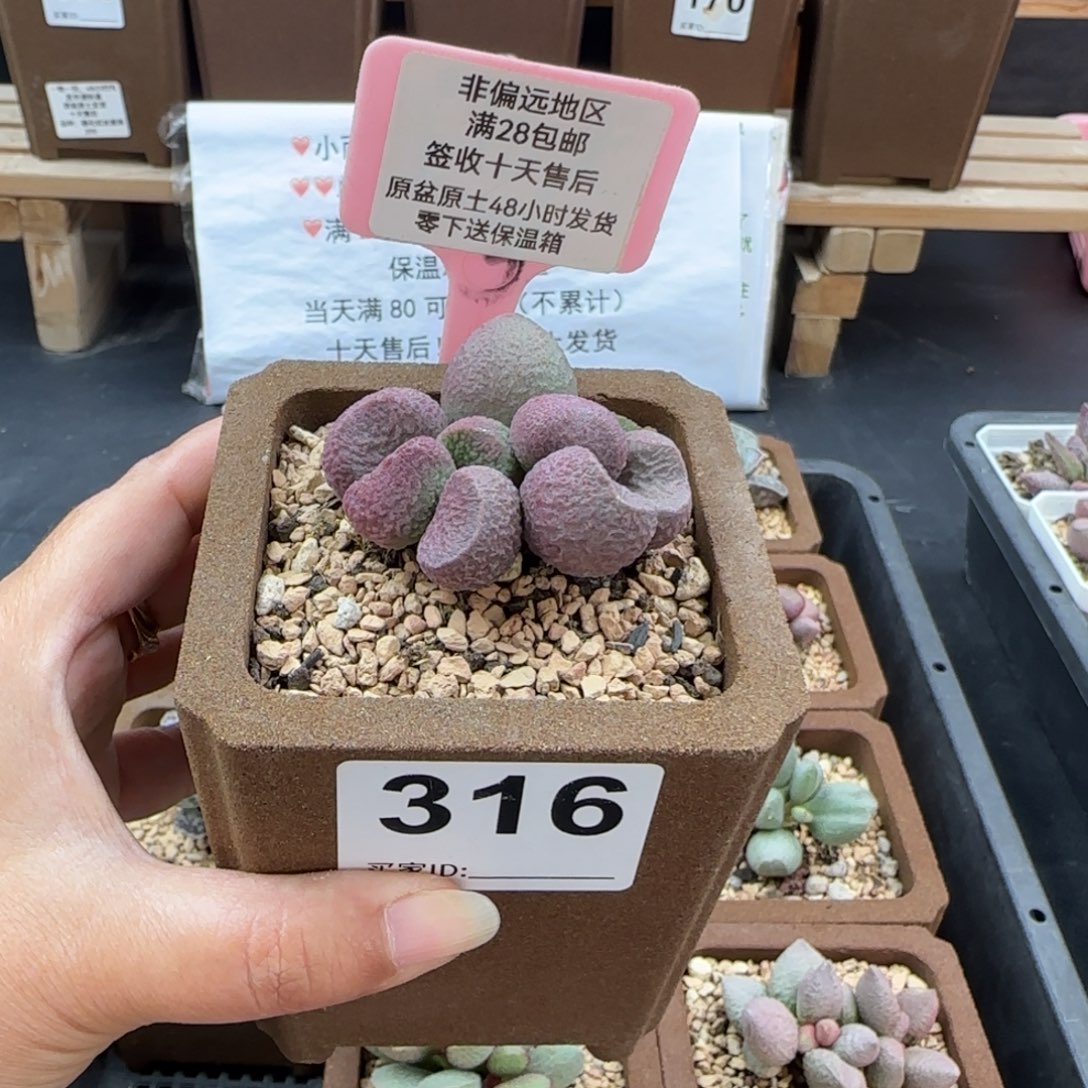 316红烧肉多肉植物