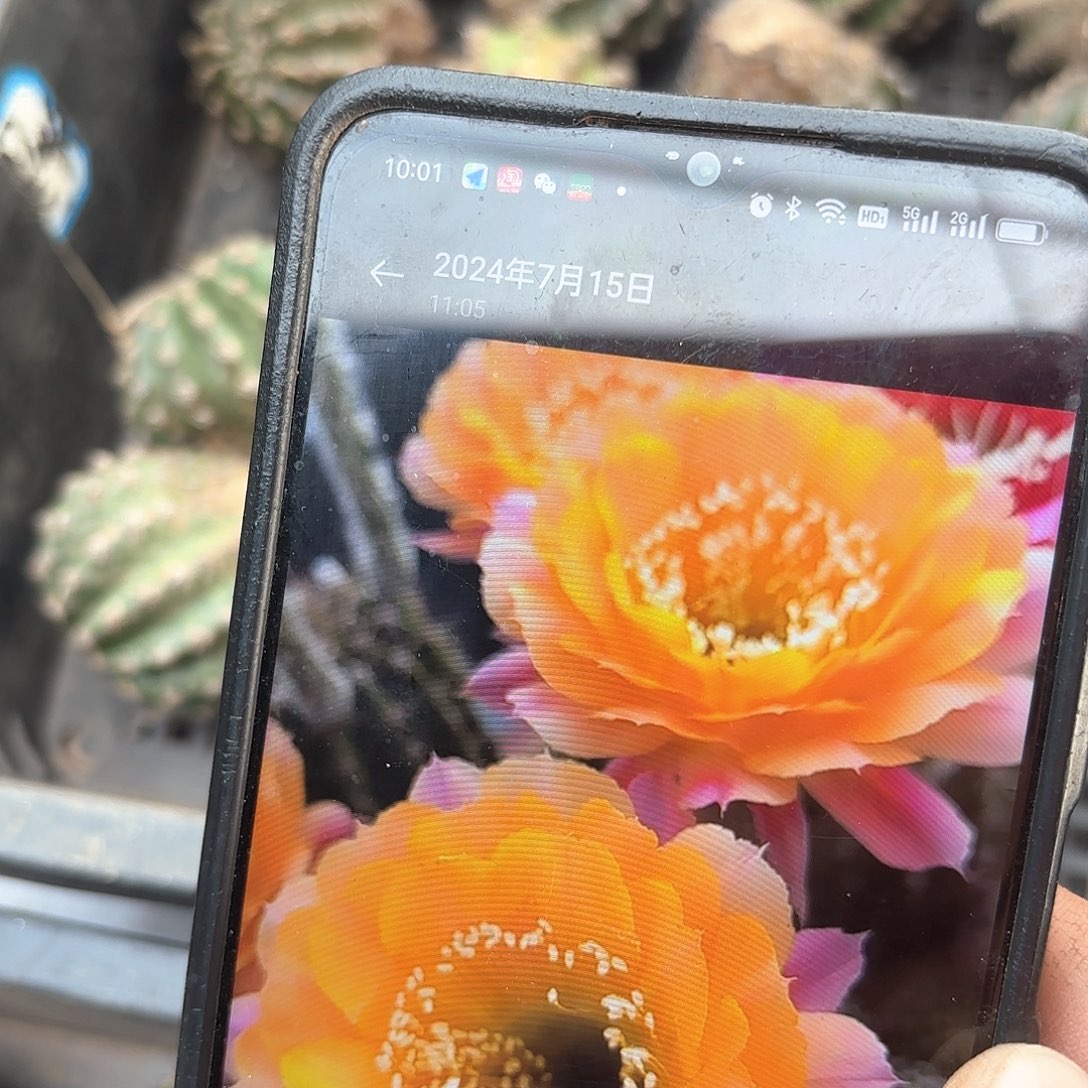 短毛七彩侧牙20包邮仙人球40