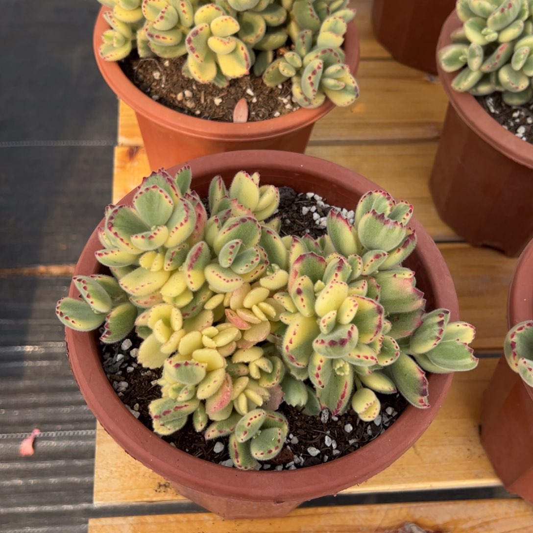 多肉植物白熊38米