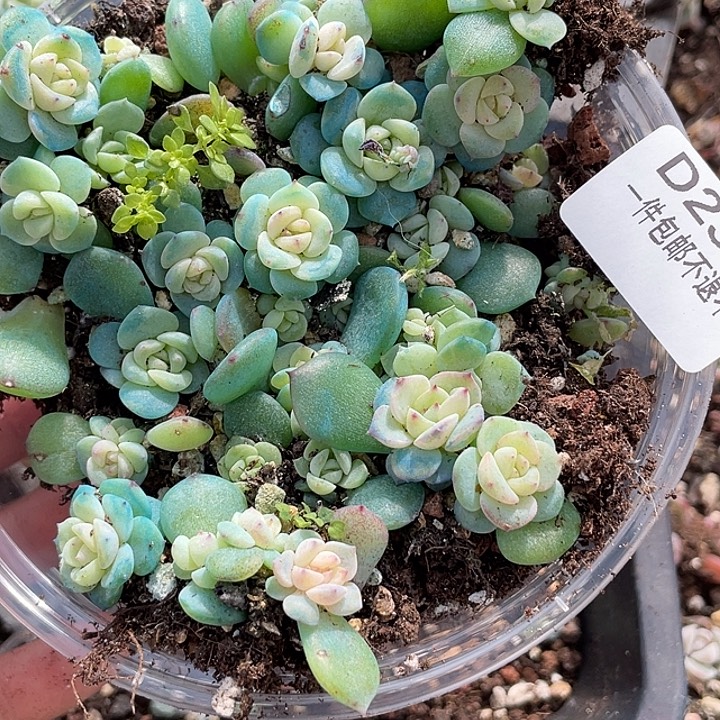 OTO多肉优选dy2382