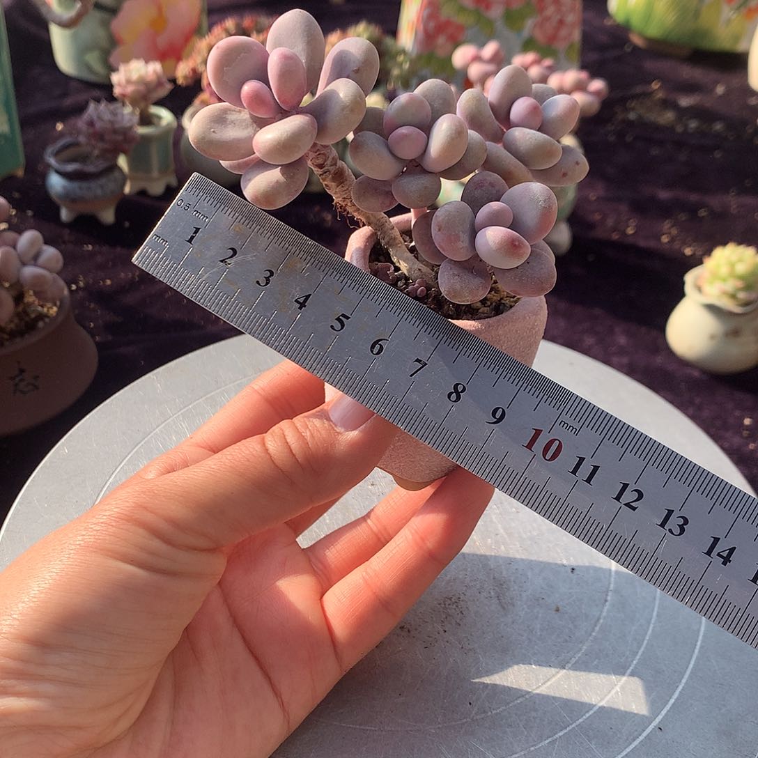 2号带盆偏远地区不包邮的