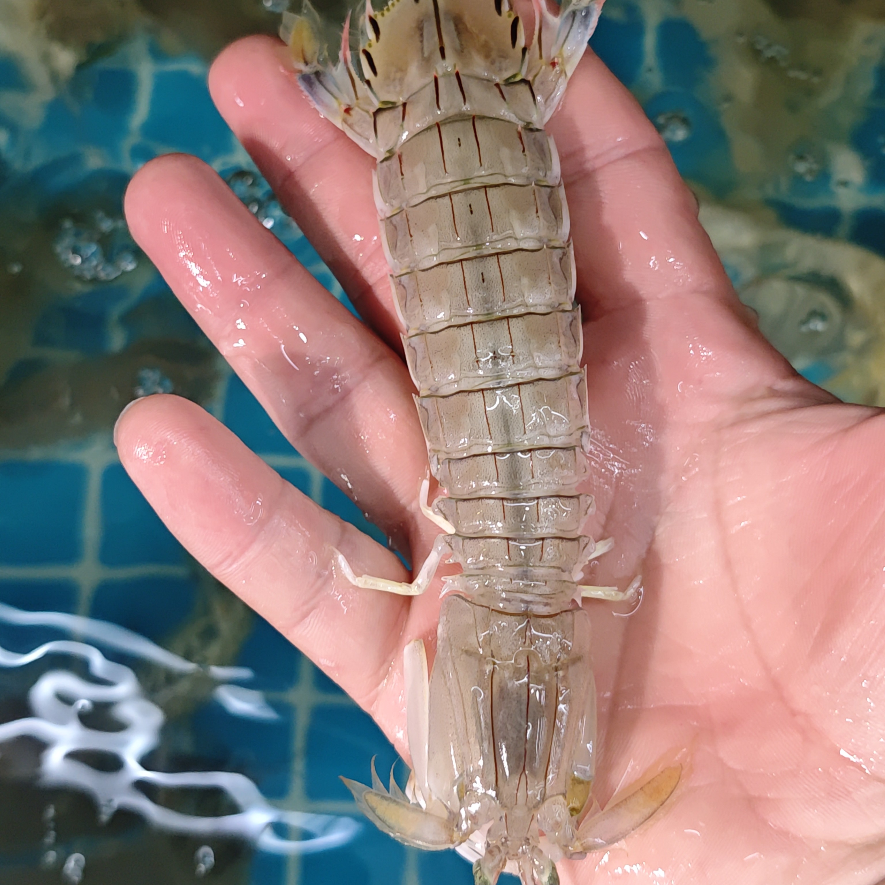 皮皮虾 到手500g