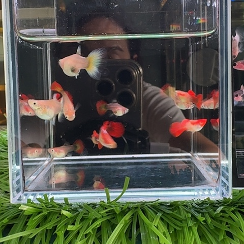 小***心海水鱼黄爆球一缸