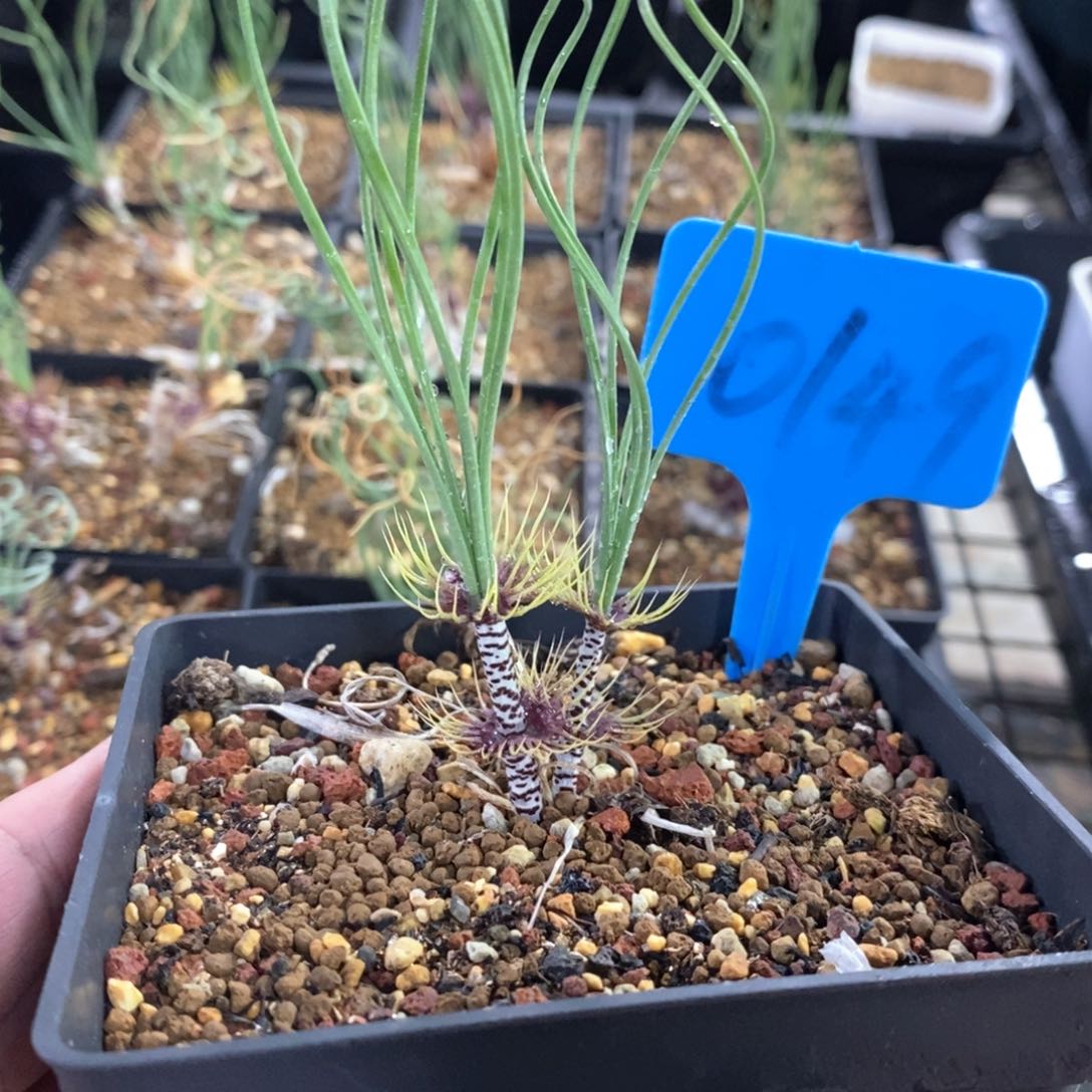 绿孔雀多肉植物一个