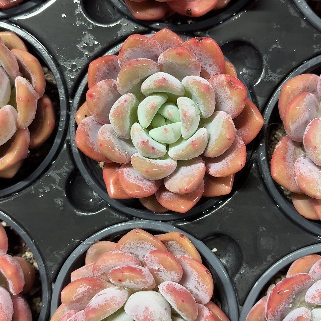 奥橙新品多肉10㎝盆