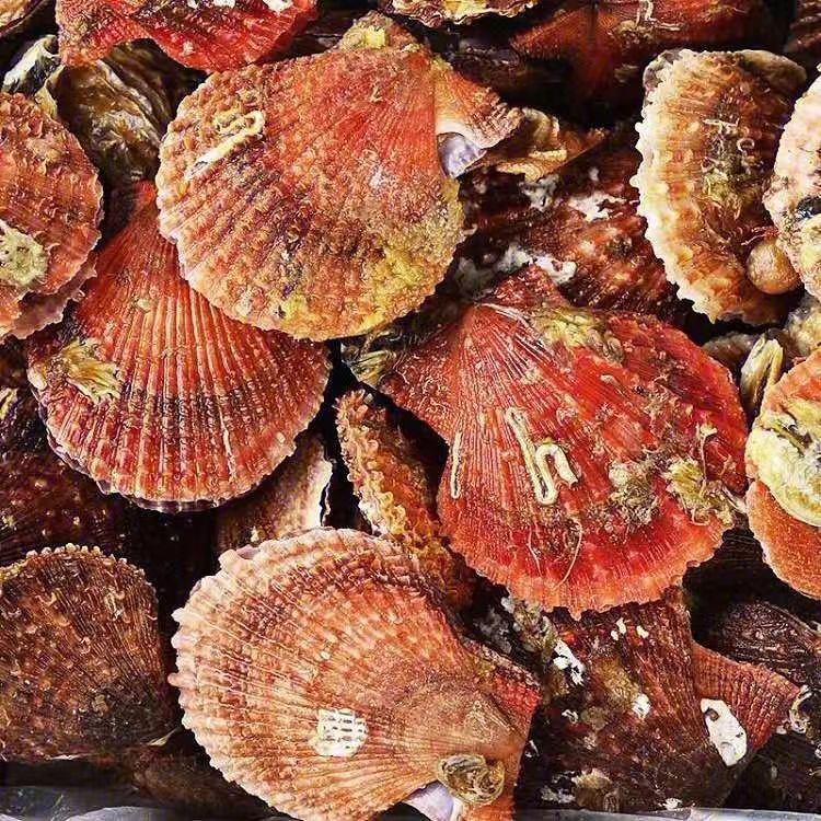 威海栉孔贝扇贝五斤发顺丰(大小统装,介意开口勿拍)