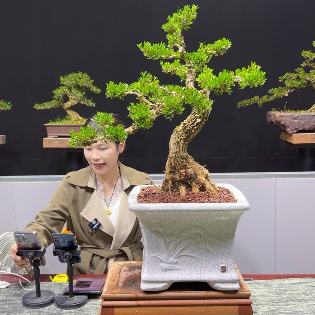 黄杨盆景老桩四季长青顺*