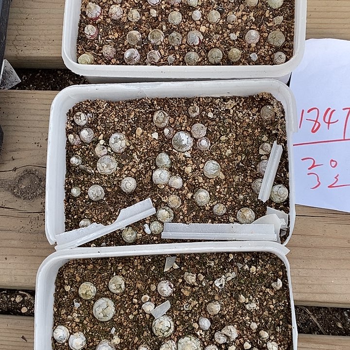 1847灯泡3盒一组。        