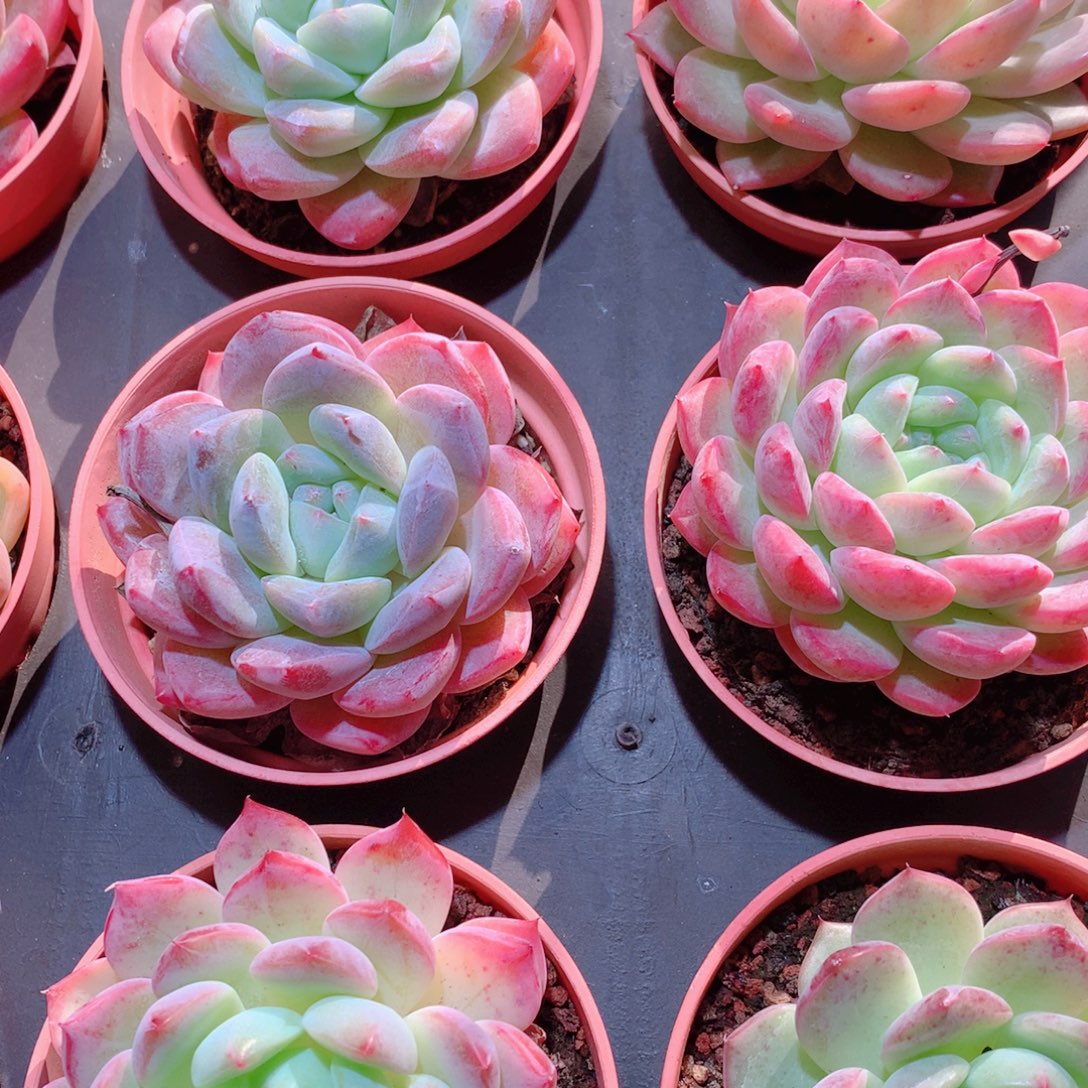 27-量拍品质保证多肉带盆9颗全单头