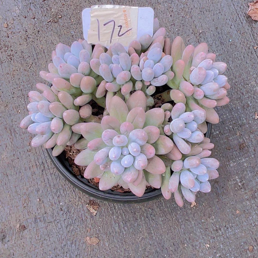 康****0000000000000000172