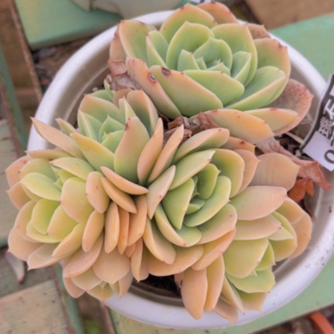 【闪购商品】星纳塔缀07163