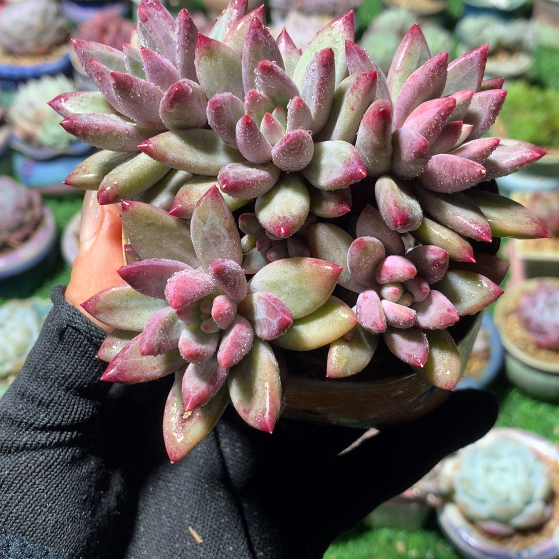 正版羽毛纹虞美人          不带盆       