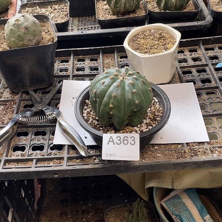 都引海星363号，现在九