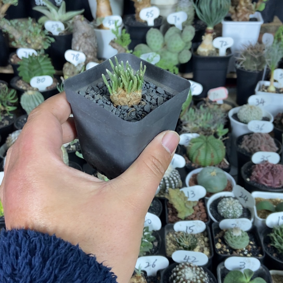 红花韧锦一物一拍