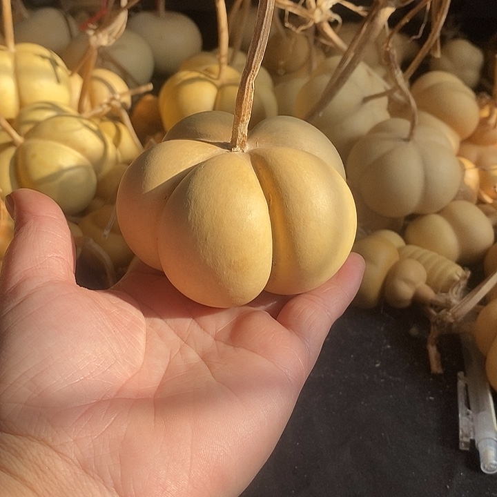 小****吱葫芦的颜色很好看