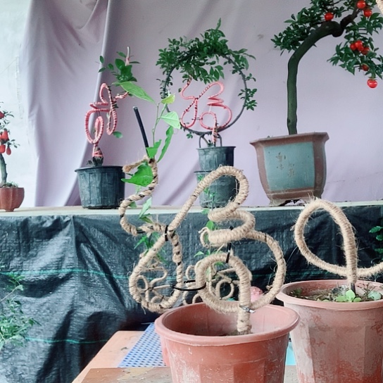 无花朵金弹子立体福