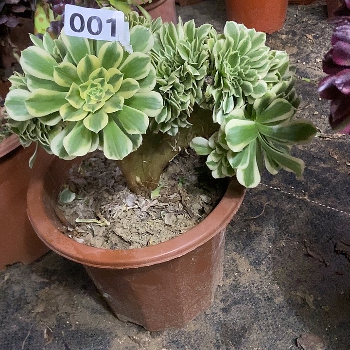 001迈巴赫老庄缀化老板子