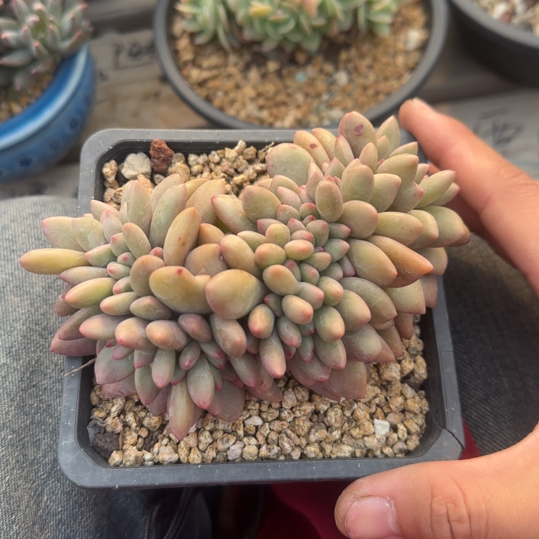 桃花源缀化五十包邮