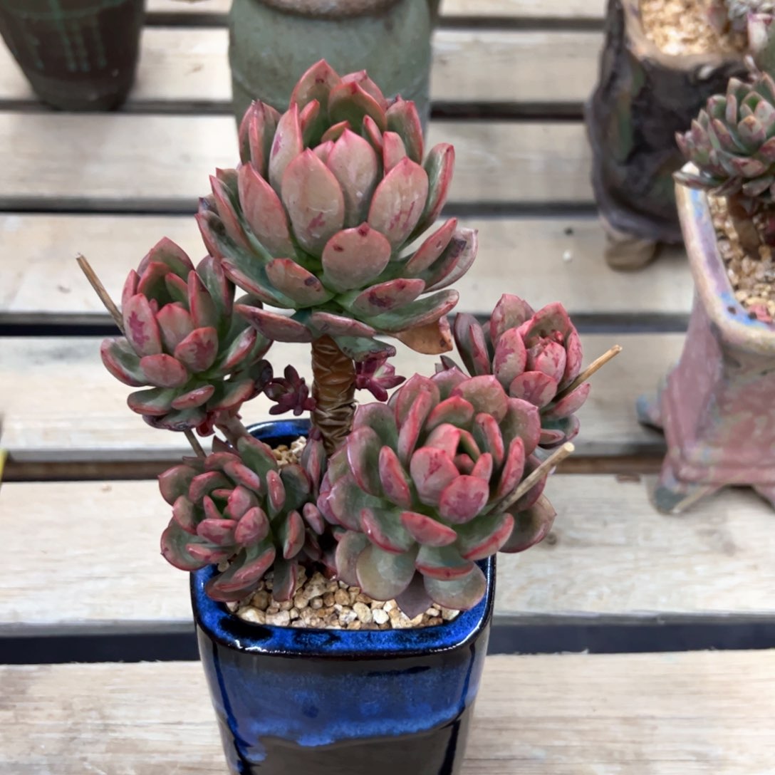 红蛋38 零零多肉植物