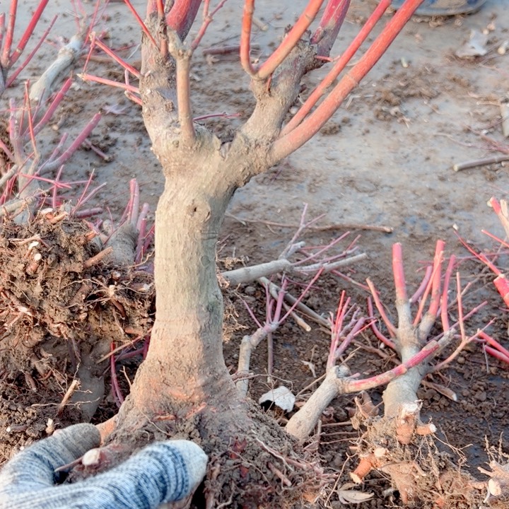 金***选无花朵枫树……枫树
